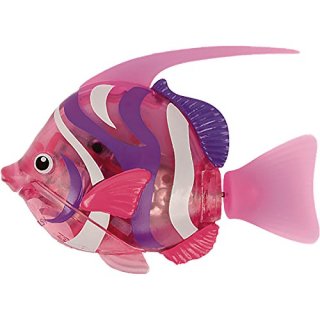 Goliath (326750) Wimplefish pink