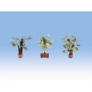 NOCH ( 14023 ) Mediterrane Pflanzen H0