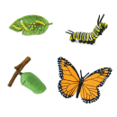 Safari S622616 Lebenszyklus eines Monarchfalters (Set)