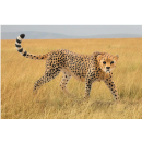 Schleich 14746 Wild Life Gepardin