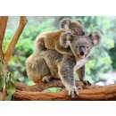 Ravensburger 200 Teile XXL - 12945 Koalafamilie