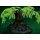 PLAYMOBIL 70801 - AYUMA Baum der Weisheit