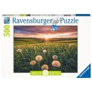 Ravensburger 16990 Puzzle 500 Teile  Pusteblumen im...