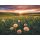 Ravensburger 16990 Puzzle 500 Teile  Pusteblumen im Sonnenuntergang