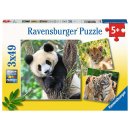 Ravensburger 05666 Panda, Tiger und Löwe 3x49 Teile...