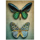 DIAMOND DOTZ® DD9.064 Antique Butterflies