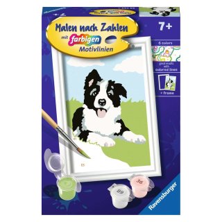 Ravensburger 23759 Malen nach Zahlen Border Collie Welpe