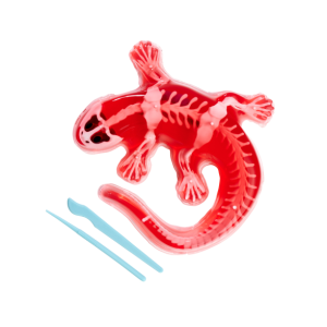 SIMBA 109452704 Scout Dissect-It Salamander - License