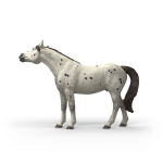 Schleich 14916 HORSE CLUB - Knabstrupper Wallach