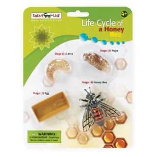 Lebenszyklus einer Honigbiene (Set)